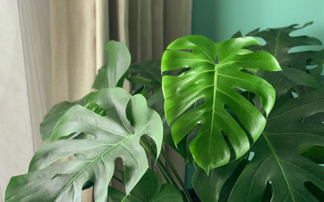 Benefits of incorporating plants into your interior design