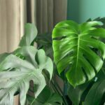 Why adding plants to your home decor is a great idea ?