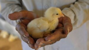 A chick