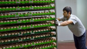 The egg storage