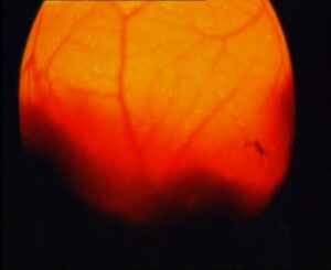 Embryo of a live egg